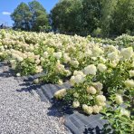 Hortenzia metlinatá (Hydrangea paniculata) ´PHANTOM´ - výška 15-25 cm, kont. C2L